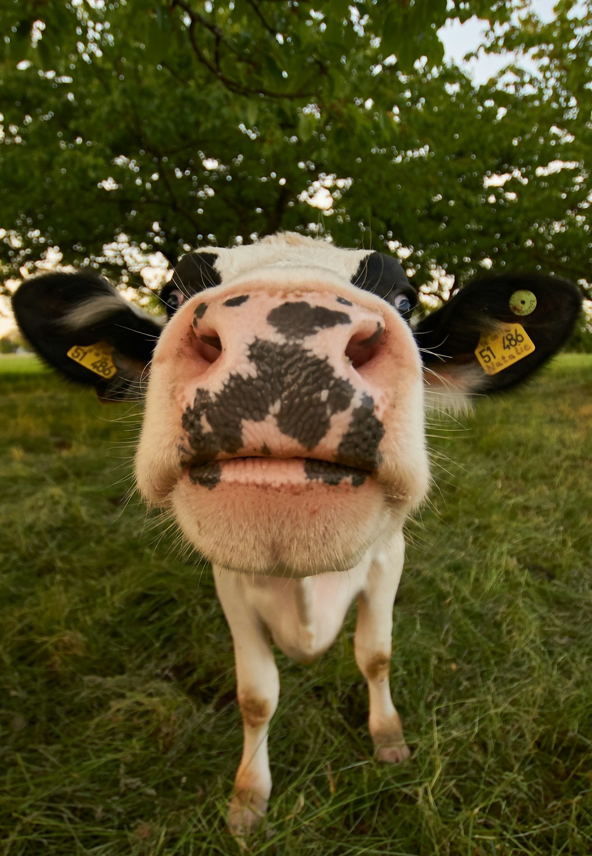 Close-up of a dairy cow in a paddock
