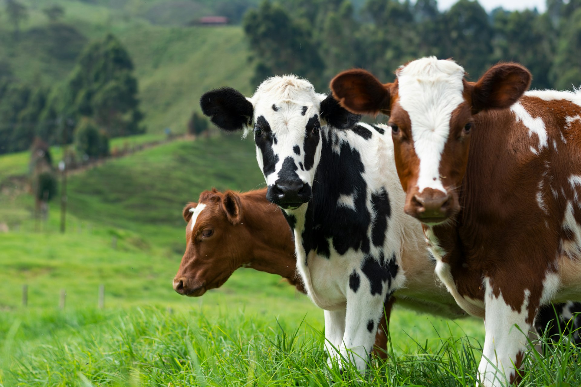 Dairy cows grazing on green rolling pasture