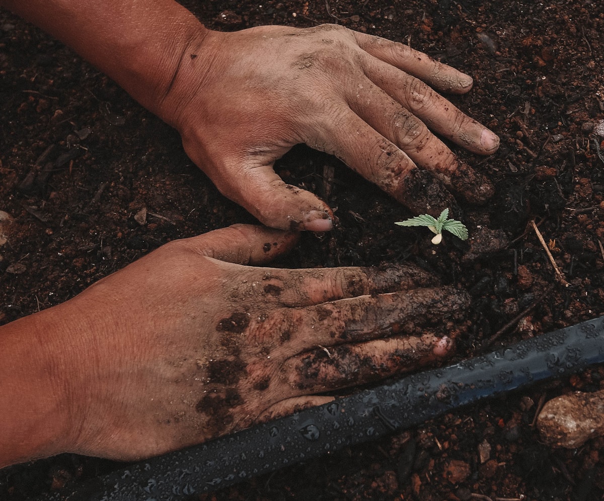 Hands working dark healthy soil